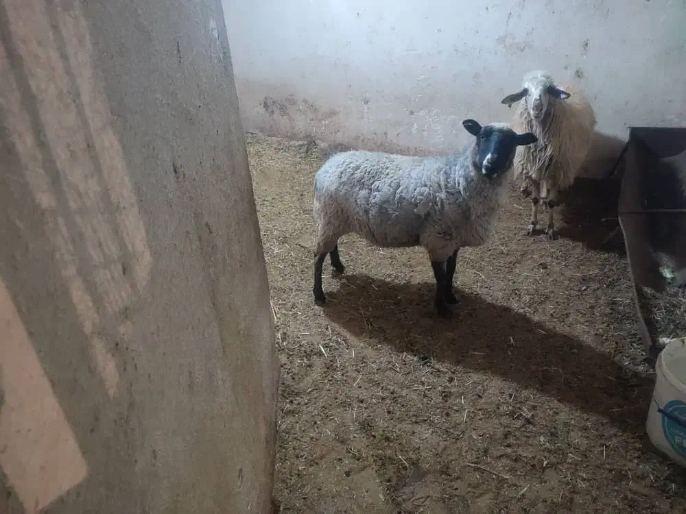 میش و بره زا اول|حیوانات مزرعه|اشترینان, |دیوار