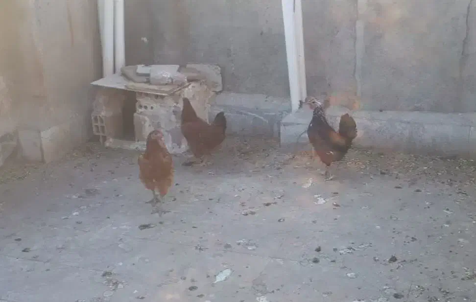 مرغ محلی|حیوانات مزرعه|مشهد, هدایت|دیوار