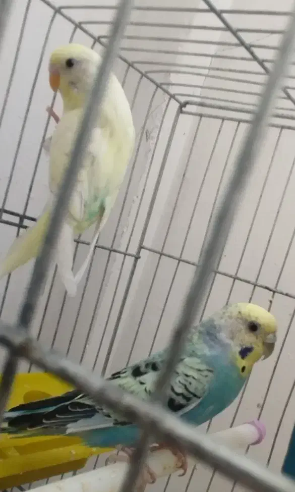 مرغ عشق زیبا تک وجفت|پرنده|رباط‌کریم, رباط‌کریم|دیوار