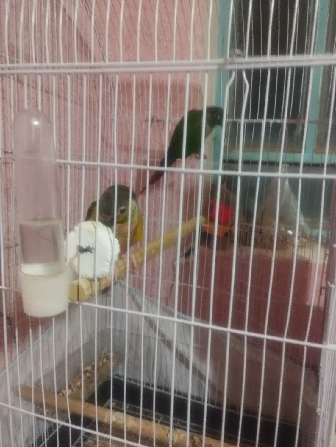 کاملان سالم ورام|پرنده|اردکان, |دیوار