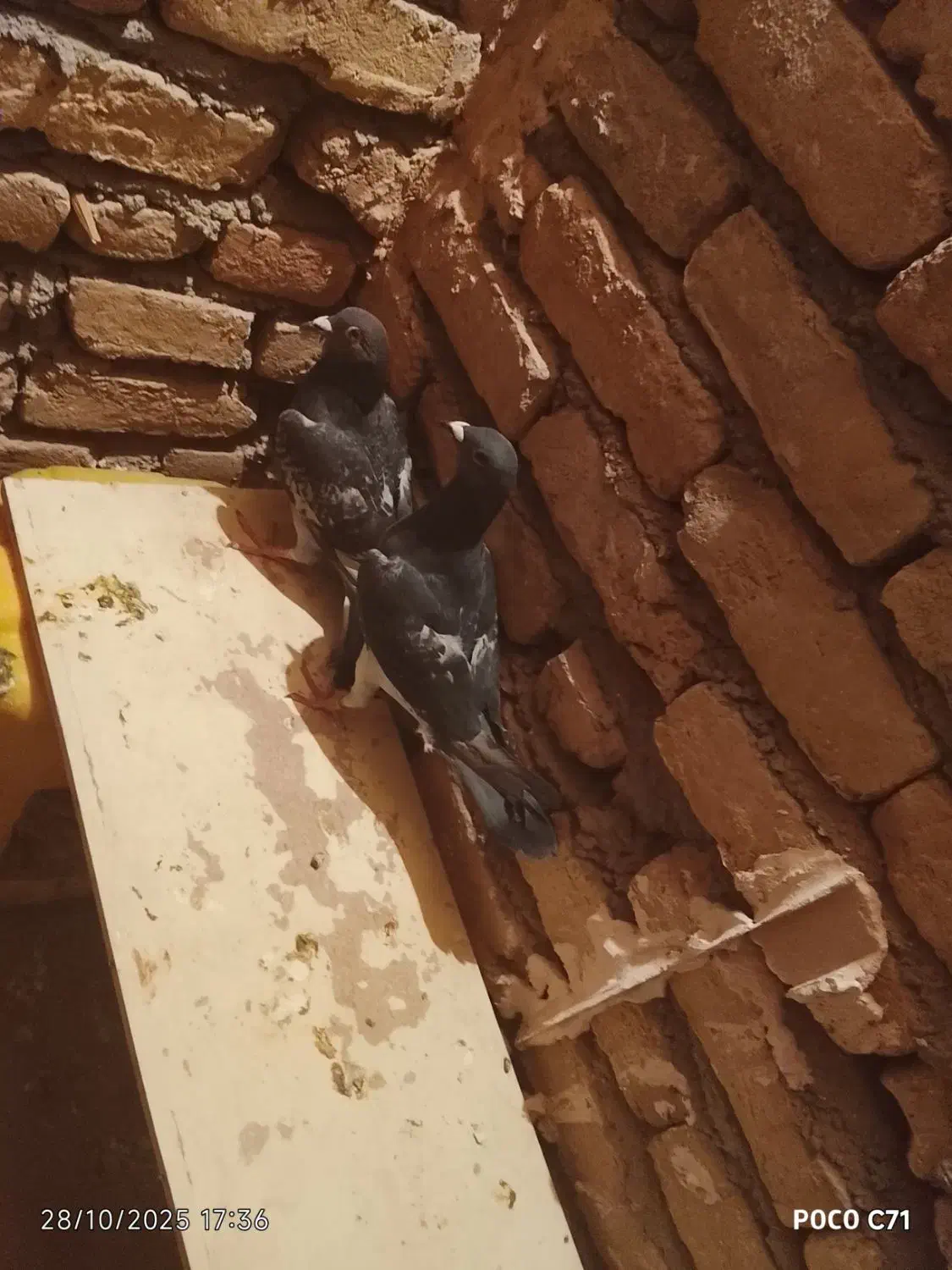 کبوتر پولکی|پرنده|زاوه, |دیوار