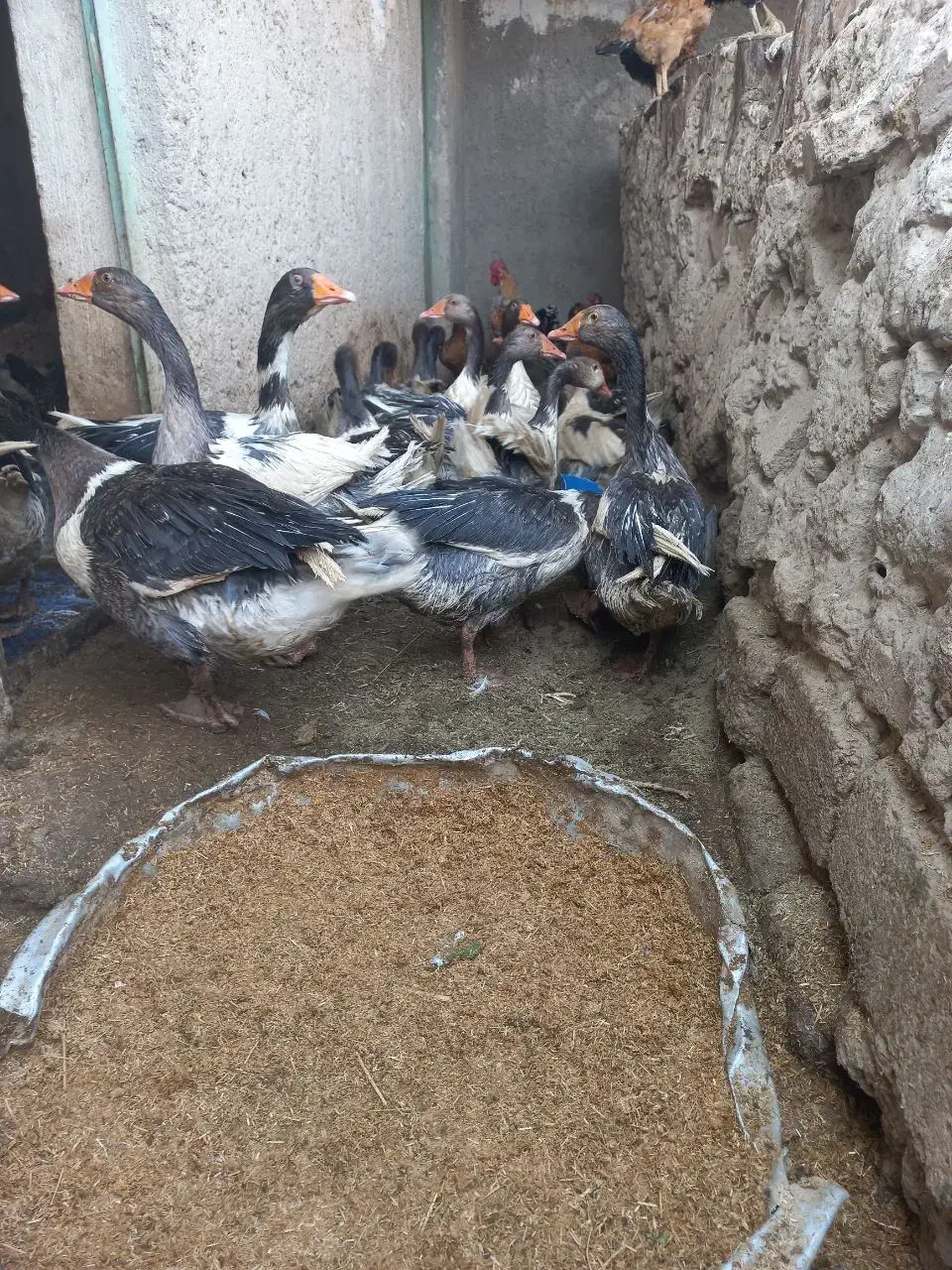 غاز فروشی|حیوانات مزرعه|زهک, |دیوار