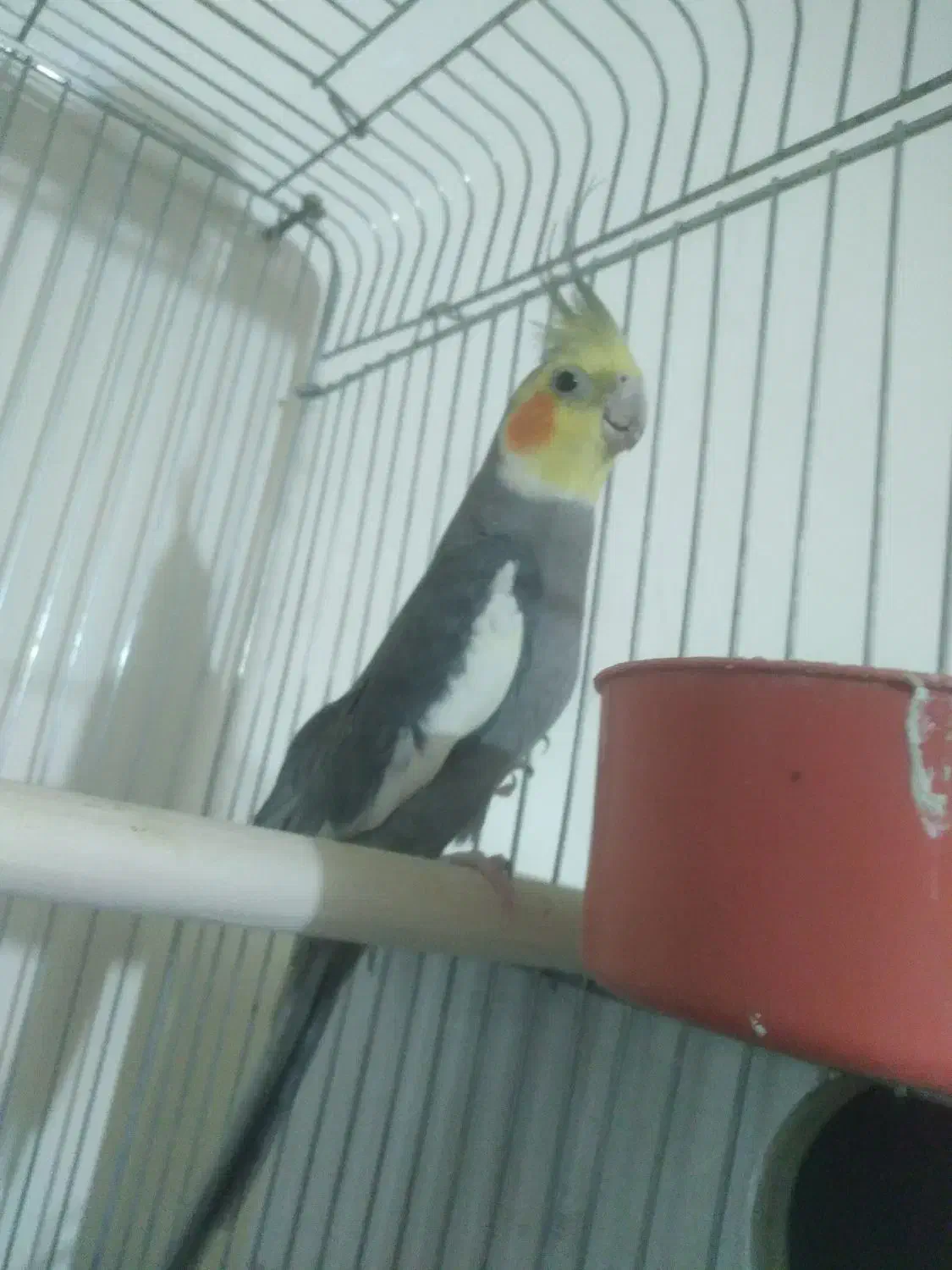 عروس حلندی|پرنده|رفسنجان, |دیوار