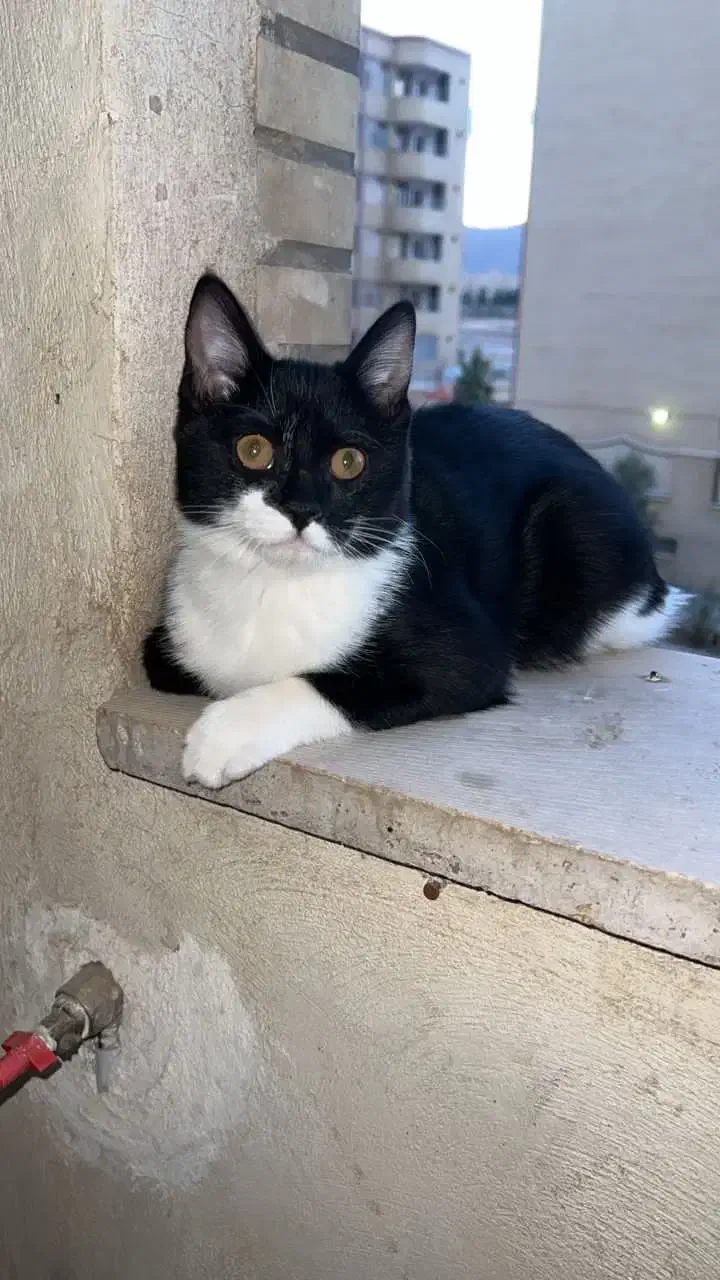 گربه سیاه سفید|گربه|فولادشهر, C5|دیوار