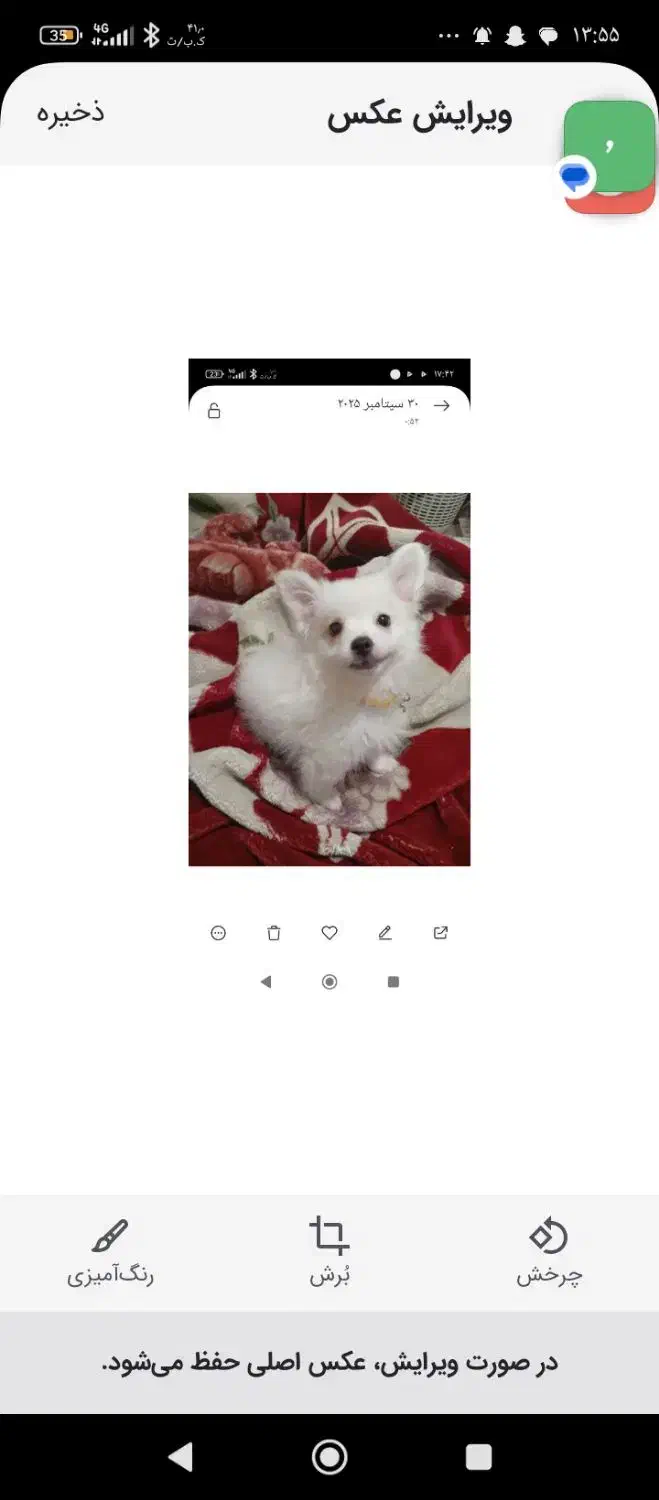 اشپیتز|سگ|رشت, شهریاران|دیوار