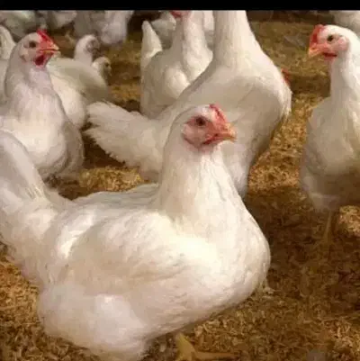 نیاز مند کار گر مرغداری|استخدام صنعتی، فنی، مهندسی|ملکآباد, |دیوار