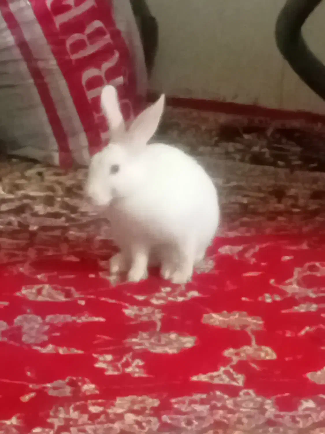 خرگوش فروشی|موش و خرگوش|هشتگرد, هشتگرد قدیم|دیوار