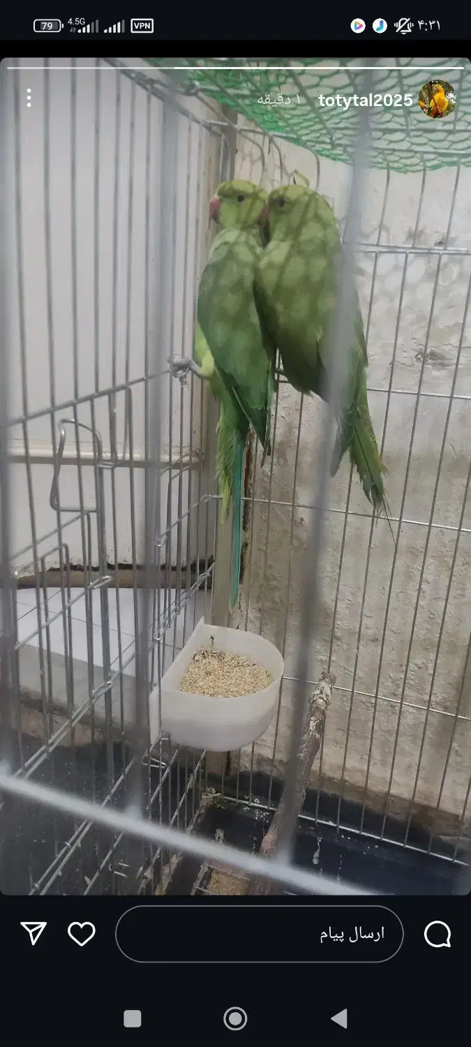 فقط طوطی سانان عروس ملنگو برزیلی کاسکو و...|پرنده|ملارد, |دیوار