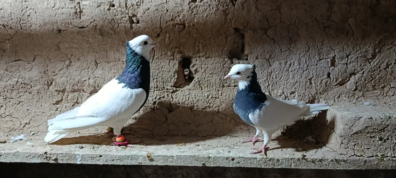 کفتر کبوتر پرشی و رنگی|پرنده|عطاملک, |دیوار