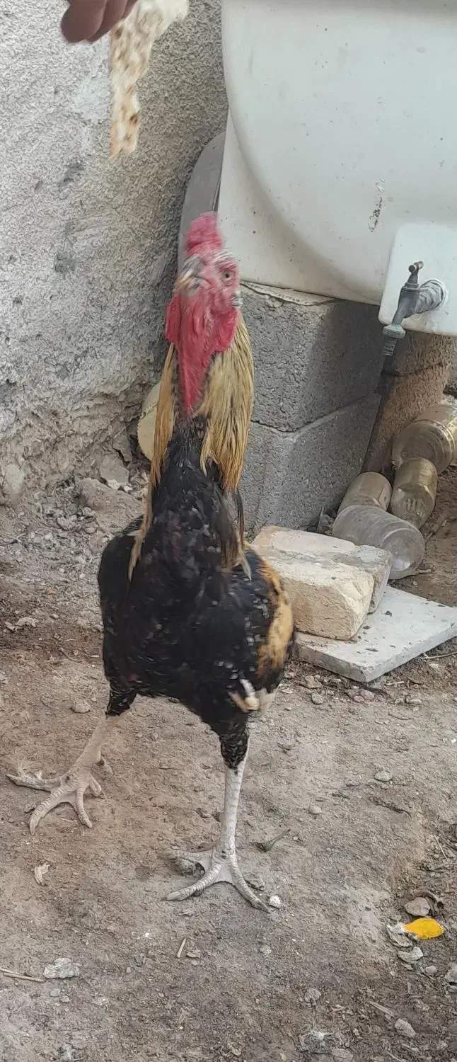 حیوانات خروس|حیوانات مزرعه|چاه ورز, |دیوار