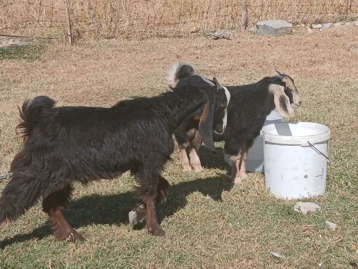 ۴ عدد بزغاله چاق|حیوانات مزرعه|ایلام, |دیوار