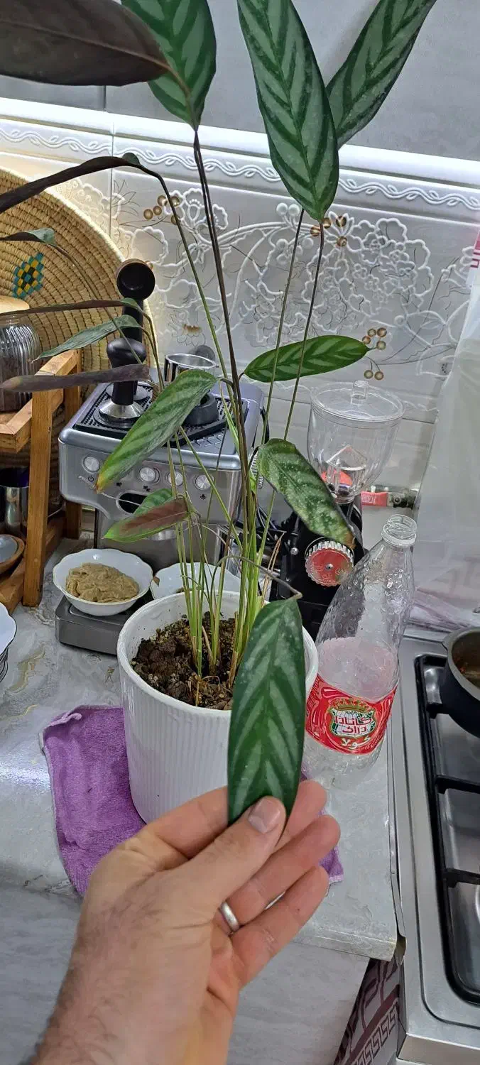 ماهی|ماهی|کرج, شاهین‌ویلا|دیوار