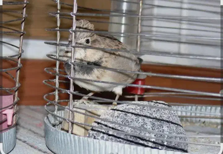 اسباب بازی مجسمه پرنده|اسباببازی|تویسرکان, |دیوار