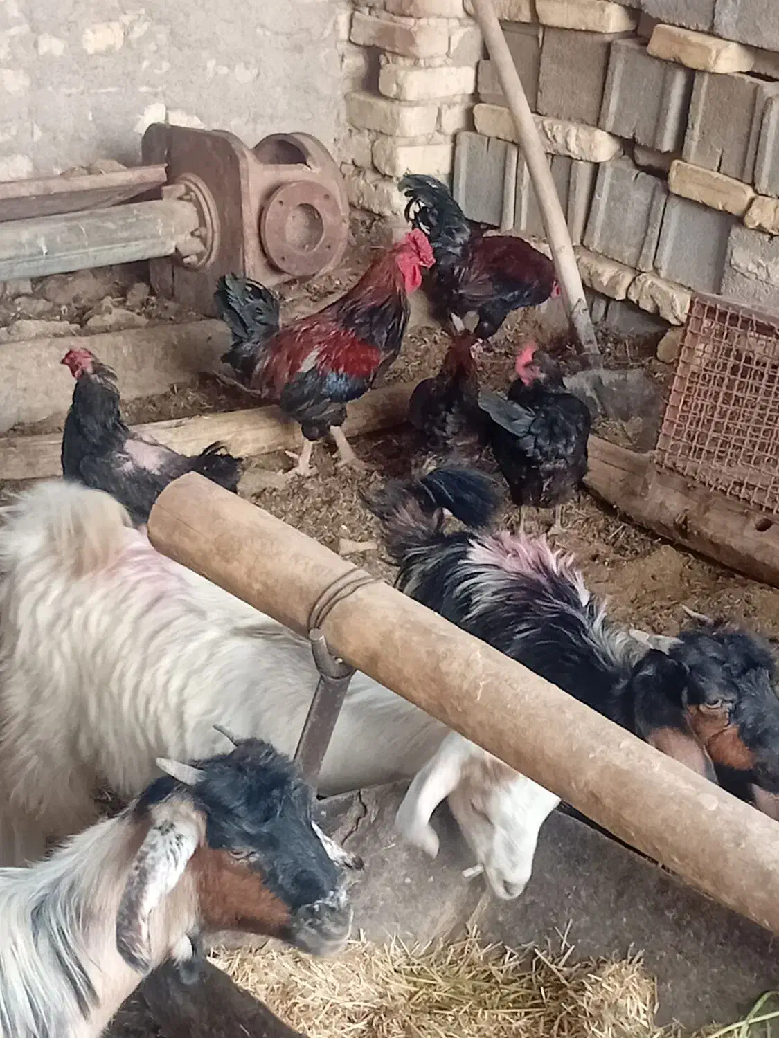 خروس ۴۰تاج|حیوانات مزرعه|رودشت (اصفهان), |دیوار