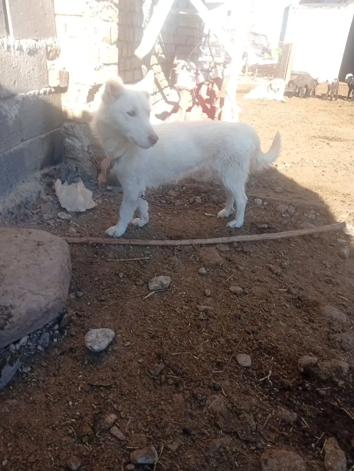 سگ ماده پاکوتاه|سگ|قوچان, |دیوار