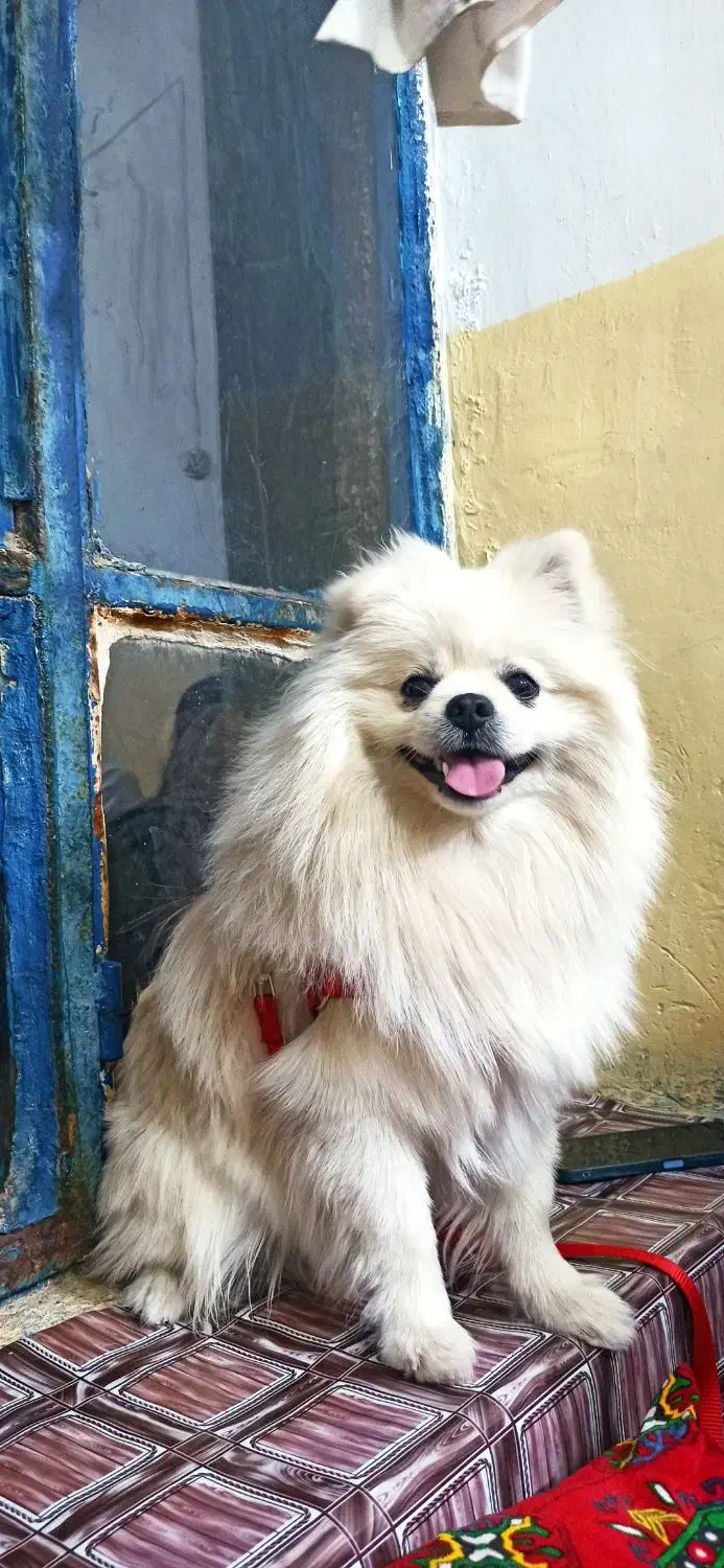 سگ پامر خرسی نر|سگ|مشهد, حرم مطهر رضوی|دیوار