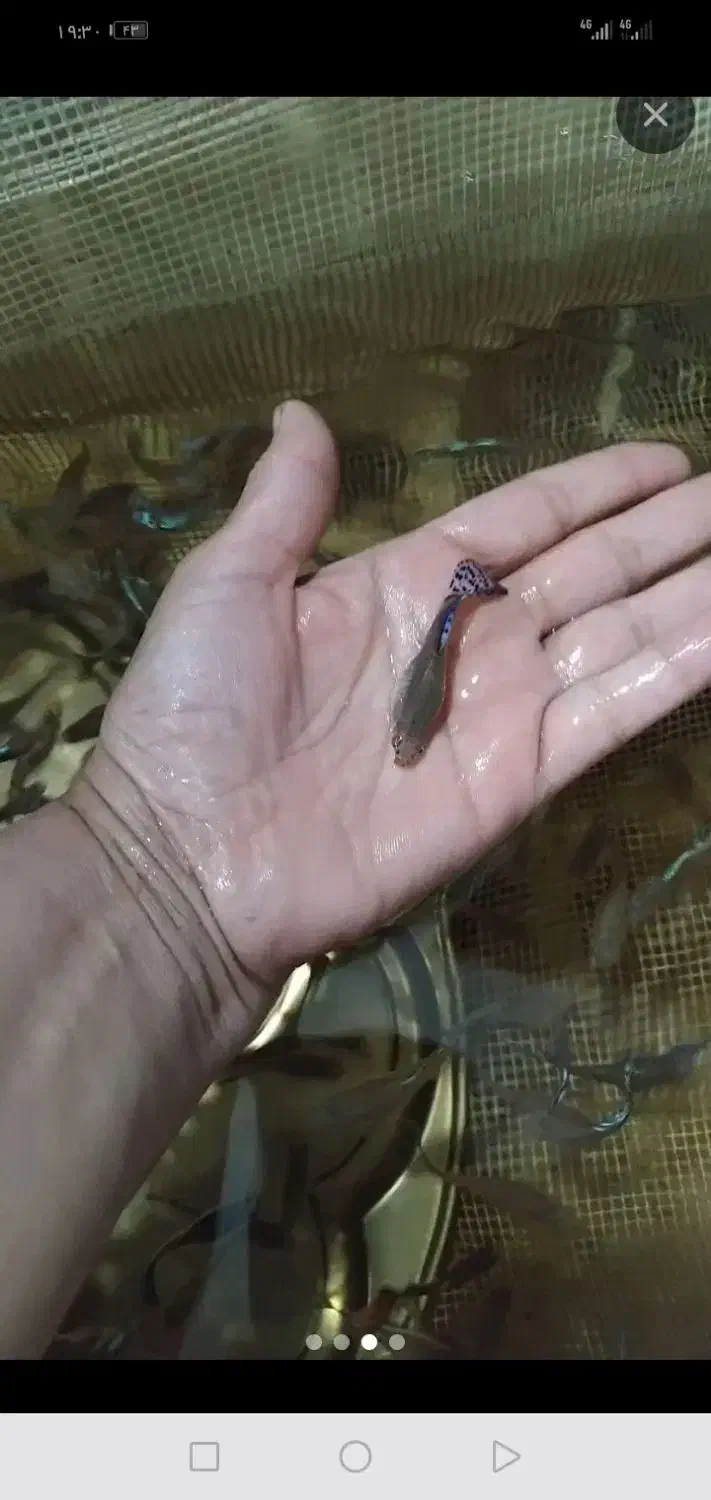 ماهی گوپی گاوی نژاد دار|ماهی|تربت‌حیدریه, رجایی|دیوار