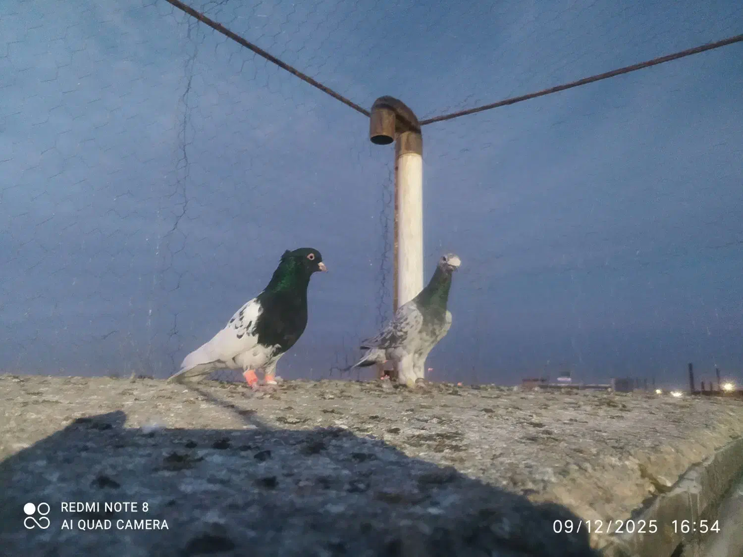 کفتر سارهفت رنگ|پرنده|گناباد, |دیوار