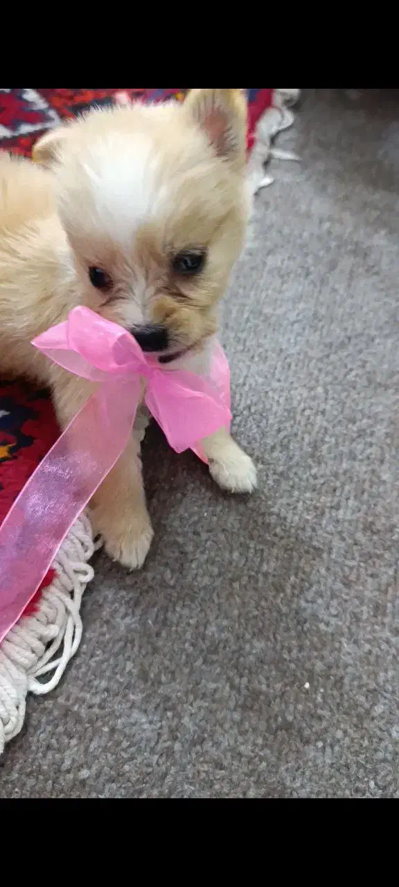 پامرانین|سگ|عجب شیر, |دیوار