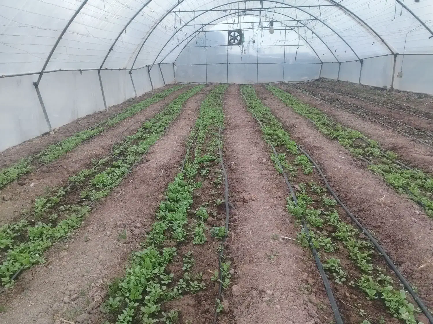 تربچه|گل و گیاه طبیعی|نیشابور, مازول|دیوار