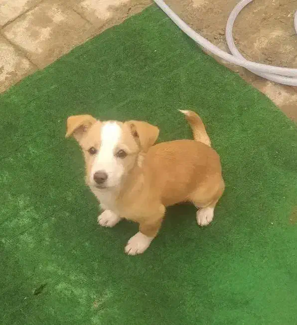 سگ پاپی|سگ|ساوه, |دیوار