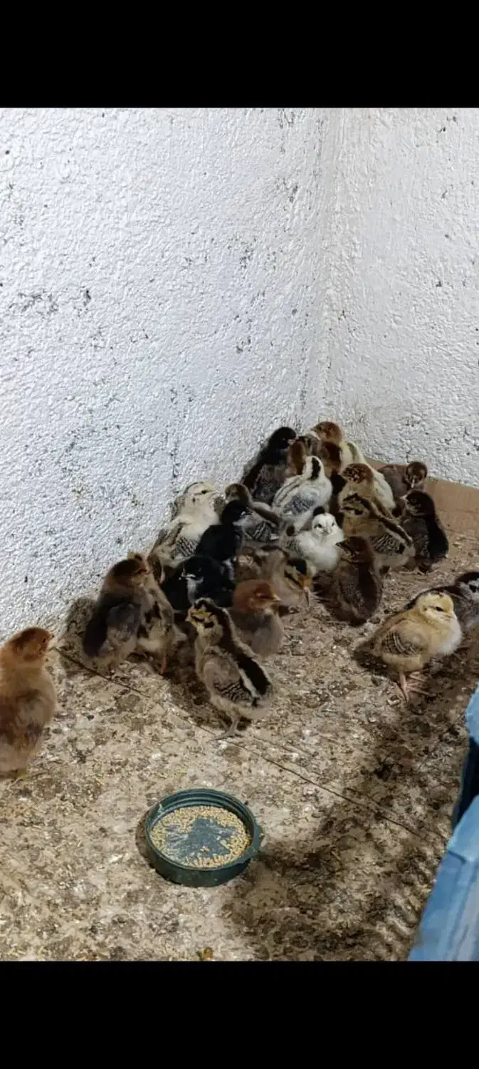 جوجه محلی ۱۰روزه|حیوانات مزرعه|بابل, |دیوار