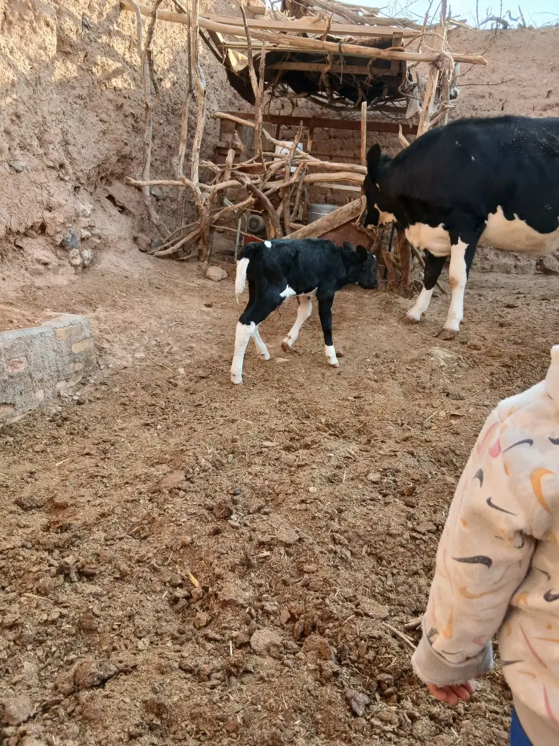 پول لازم ام|حیوانات مزرعه|سده (خراسان جنوبی), |دیوار