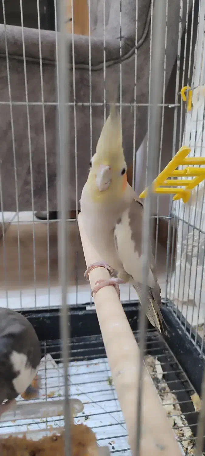 فروش جفت عروس هلندی جوجه داده|پرنده|چابکسر, |دیوار