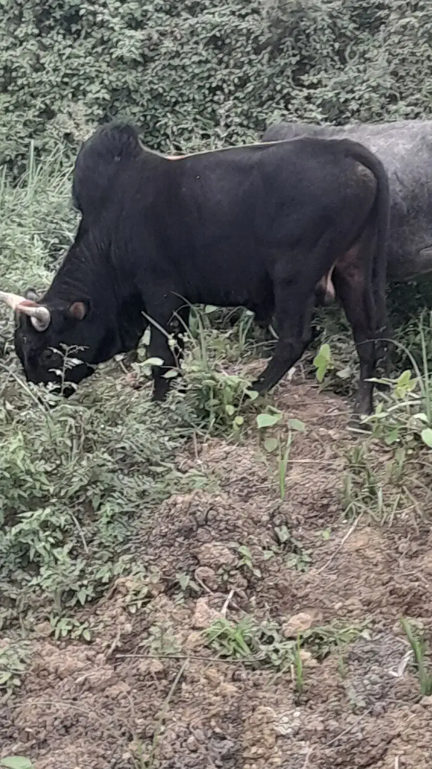 ورزا چالوسی دو ساله|حیوانات مزرعه|رشت, لاکان|دیوار
