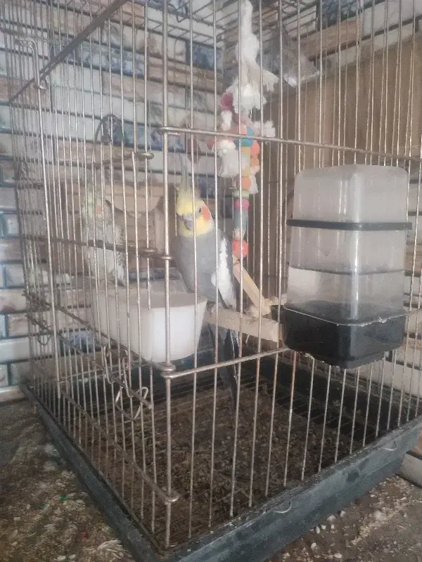 عروس هلندی بالغ|پرنده|گرمسار, |دیوار