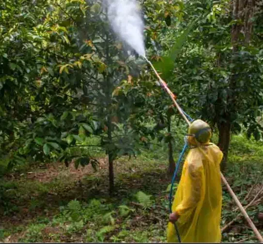باغبانی هرس کاری تیلر زدن تعویض گلدان گل خاک کود|خدمات باغبانی و درختکاری|مشهد, نوید|دیوار