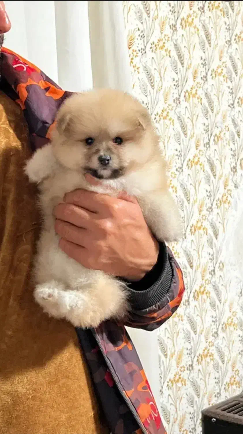 سگ پامر خرسی آپارتمانی/پامرانین عروسکی|سگ|شیراز, قالیشویی|دیوار