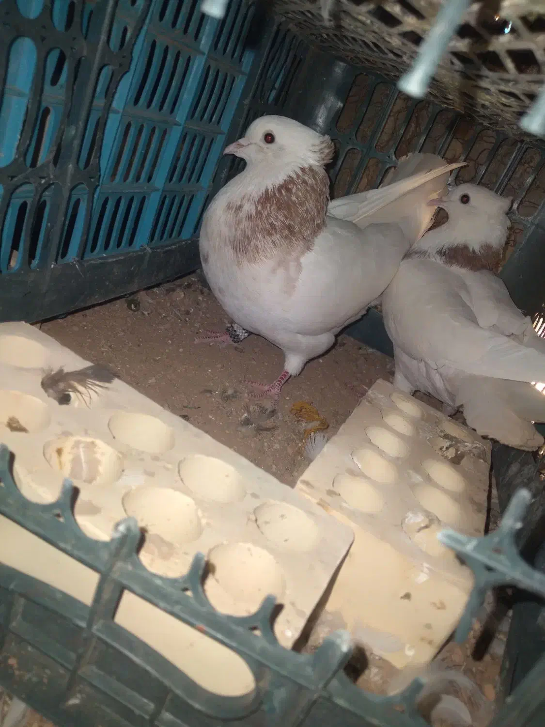 پرنده|پرنده|مسجد سلیمان, |دیوار