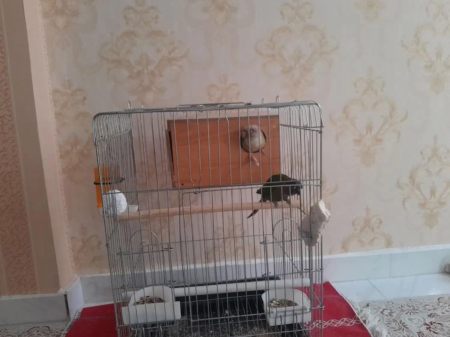 یه جفت گرینچیک مولد|پرنده|شهریار, کهنز|دیوار