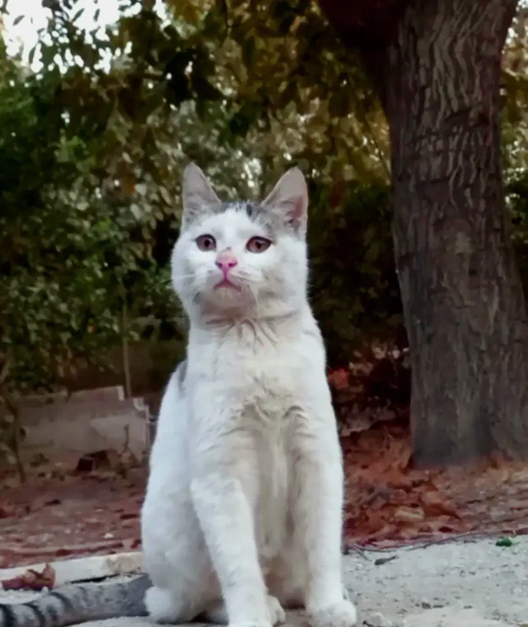 واگذاری گربه ماده|گربه|شهریار, شهرک شاهد|دیوار