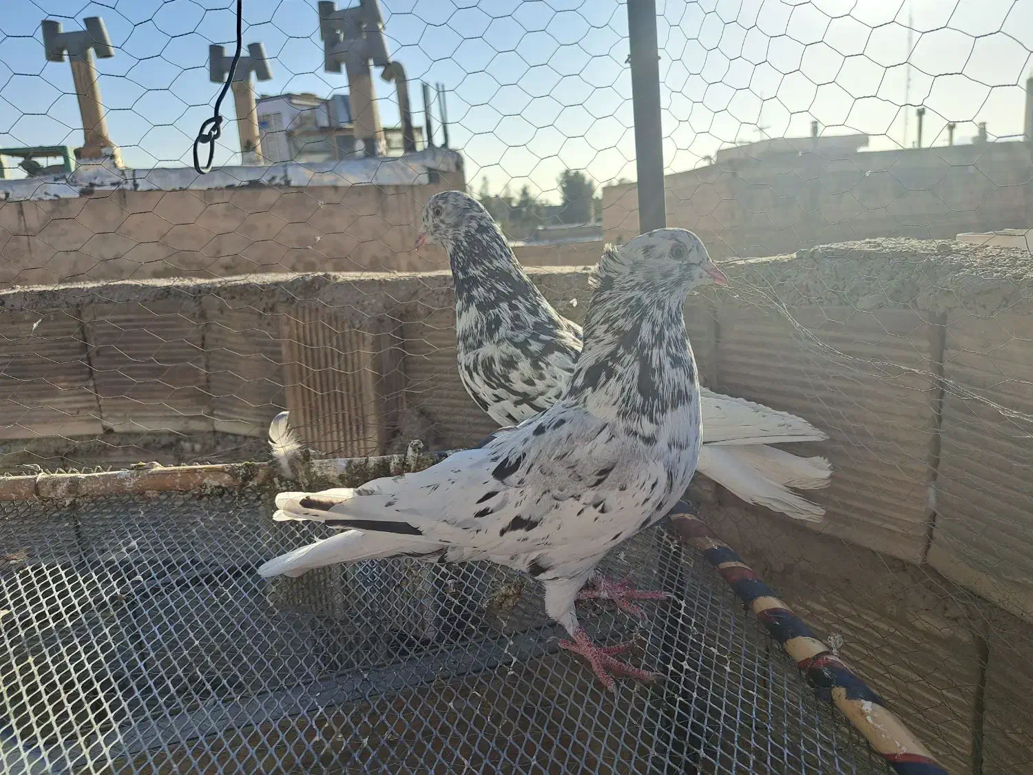 کفتر اصفهانی ترمی|پرنده|برخوار, |دیوار