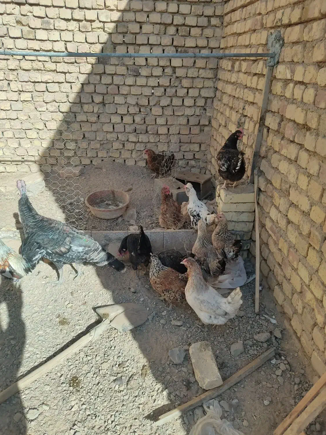 تعدادی مرغ تخم گذار|حیوانات مزرعه|شهرضا, |دیوار