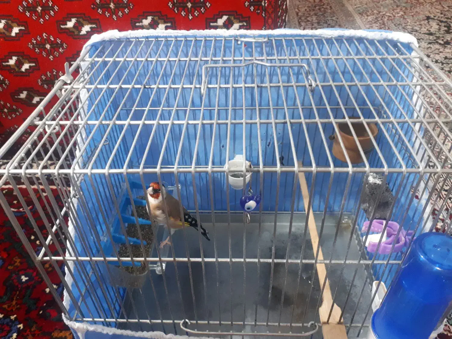 سره جوجه قفس زیردهن سره قناری بوده۳ساله|پرنده|ملایر, |دیوار