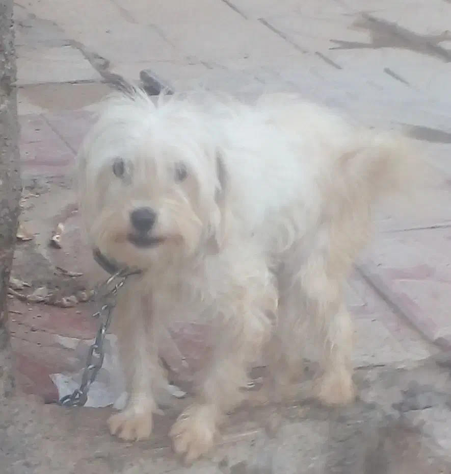 سگ پاکوتاه|سگ|ورامین, ورامین|دیوار