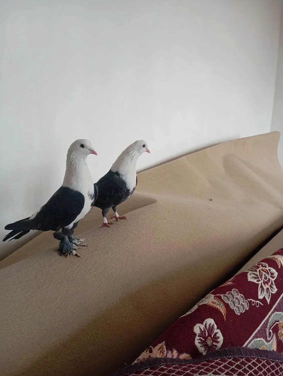 کفتر|پرنده|گلستان (تهران), |دیوار