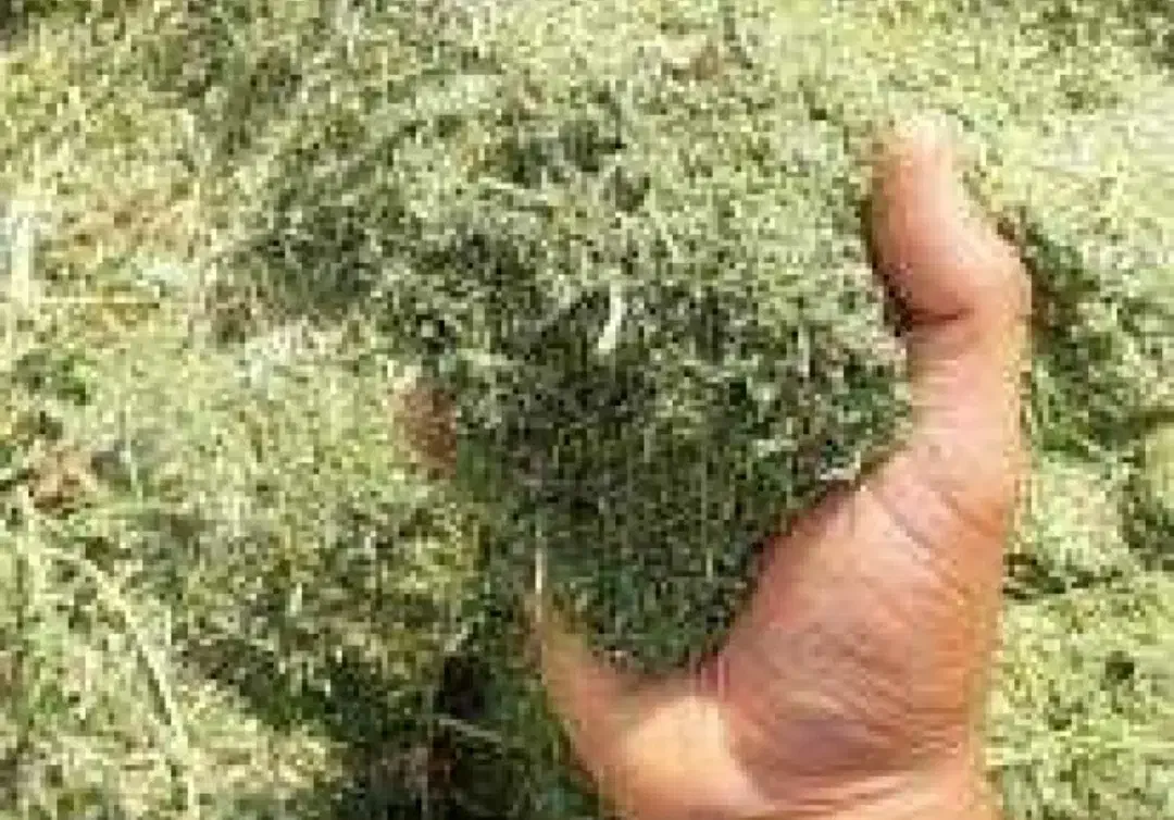 یونجه درجه 1|خدمات باغبانی و درختکاری|جهرم, |دیوار