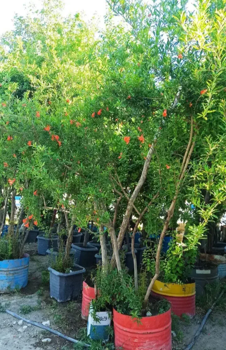 درخت نخل  بزرگ بنه دار نهال نهالستان گردو پکان|خدمات باغبانی و درختکاری|قم, آزادگان|دیوار