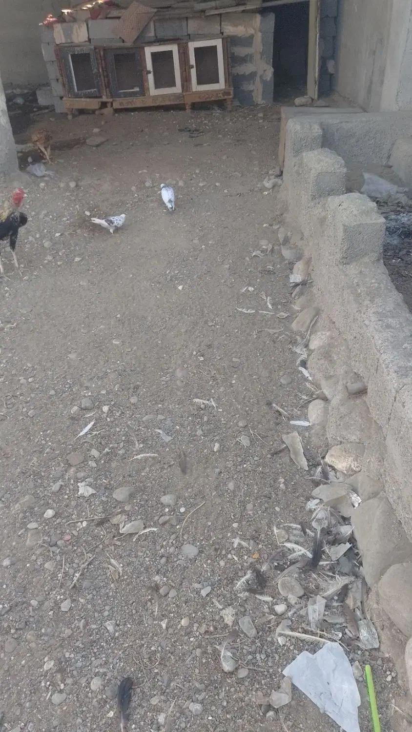 کبوتر فروشی|پرنده|میناب, |دیوار