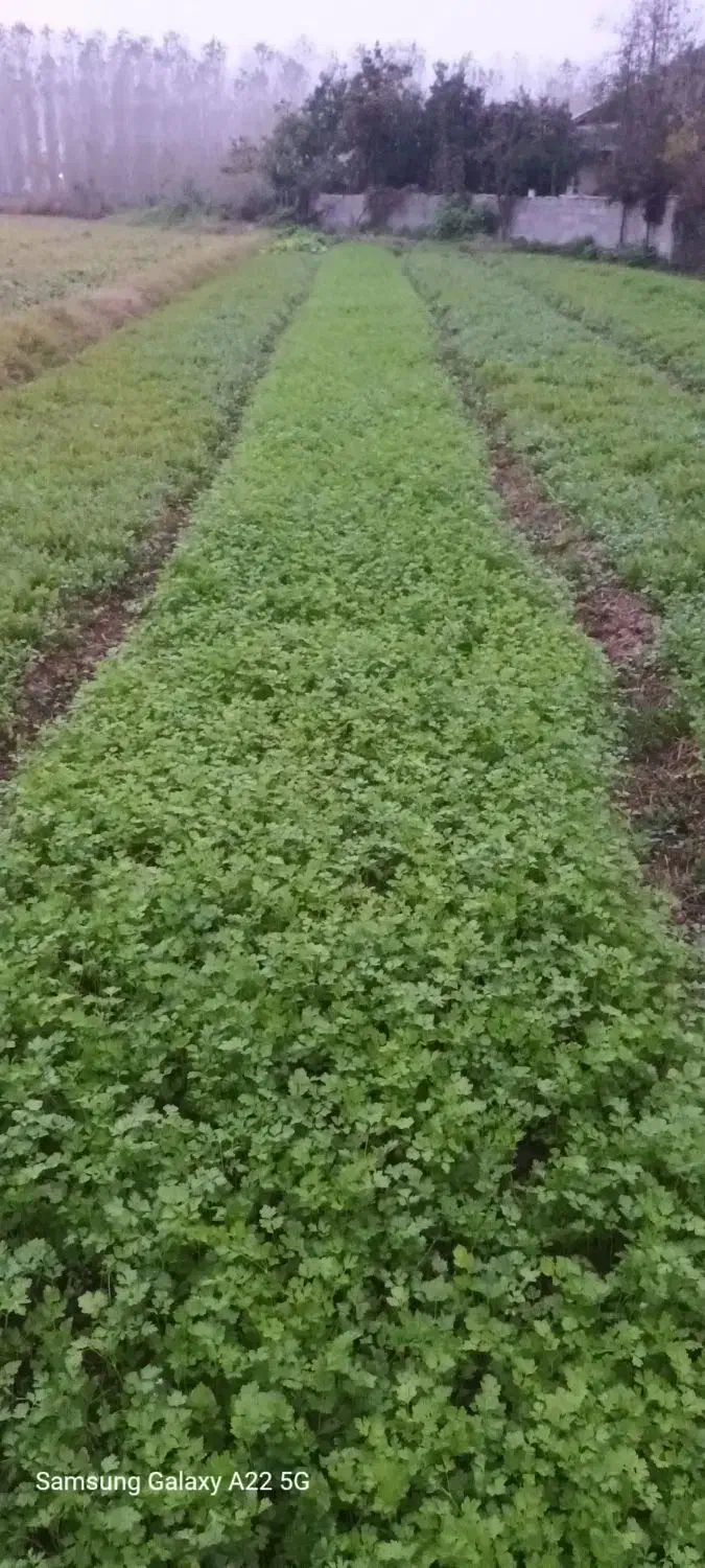 سبزی سرخ کردنی|خوردنی و آشامیدنی|طاهرگوراب, |دیوار