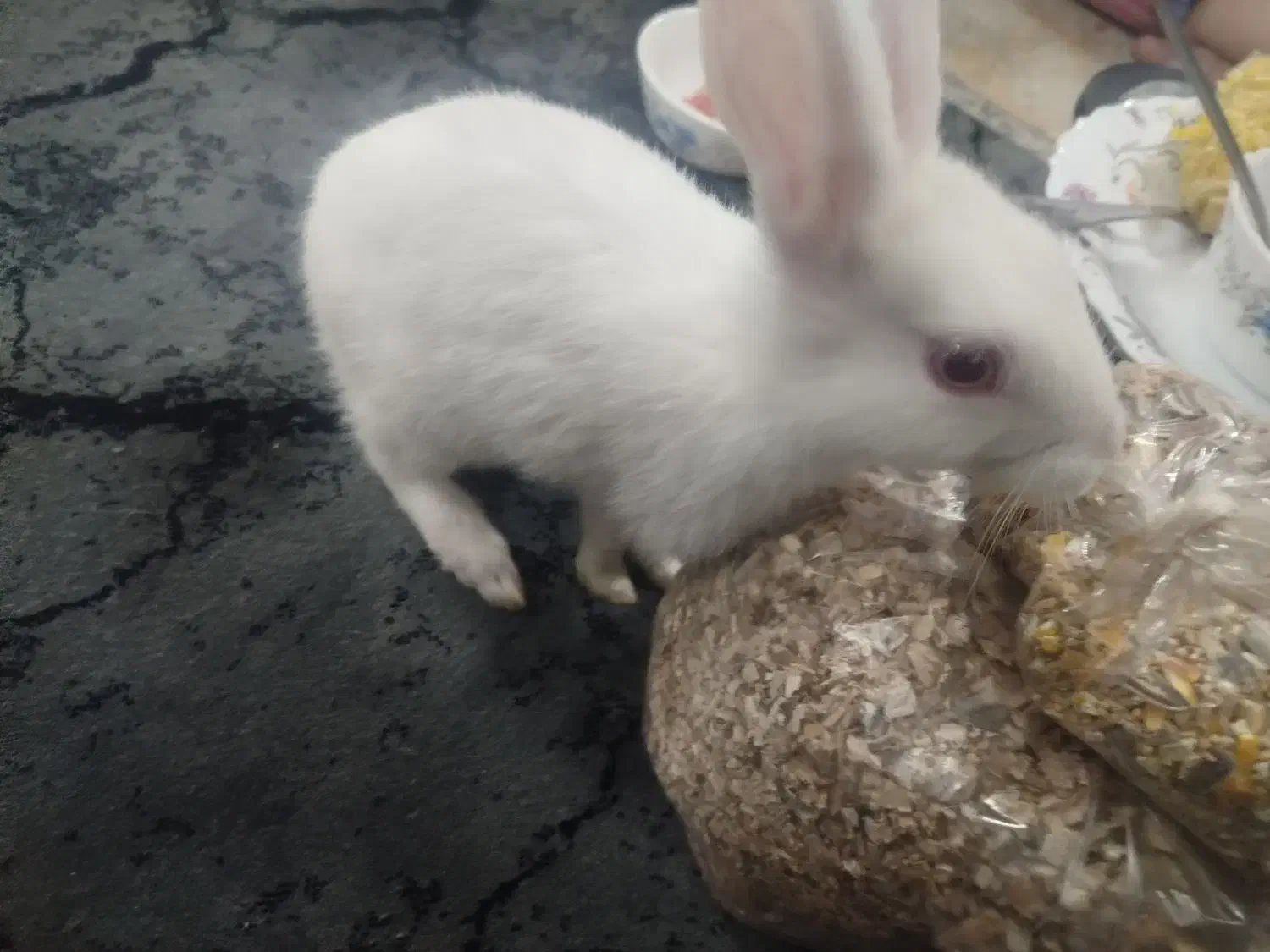 خرگوش|موش و خرگوش|یزد, |دیوار