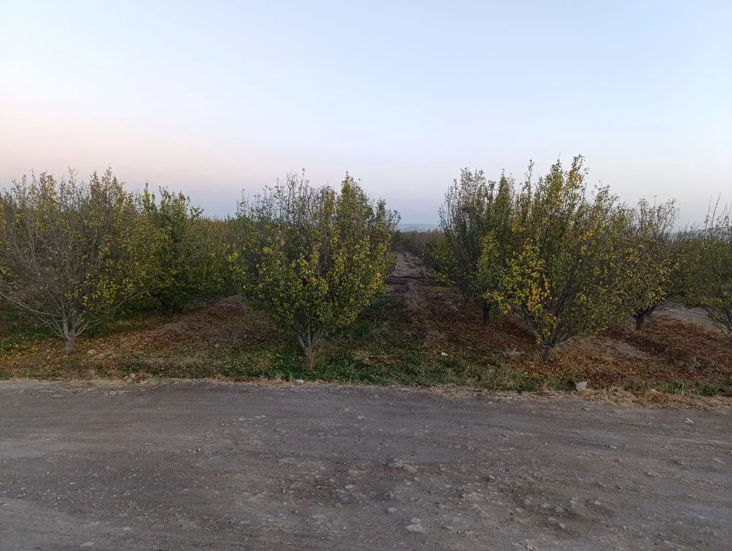 باغ دوبر در کوی پزشکان روستای کردلر (خسروشاه)|فروش زمین و ملک کلنگی|خسروشاه, |دیوار