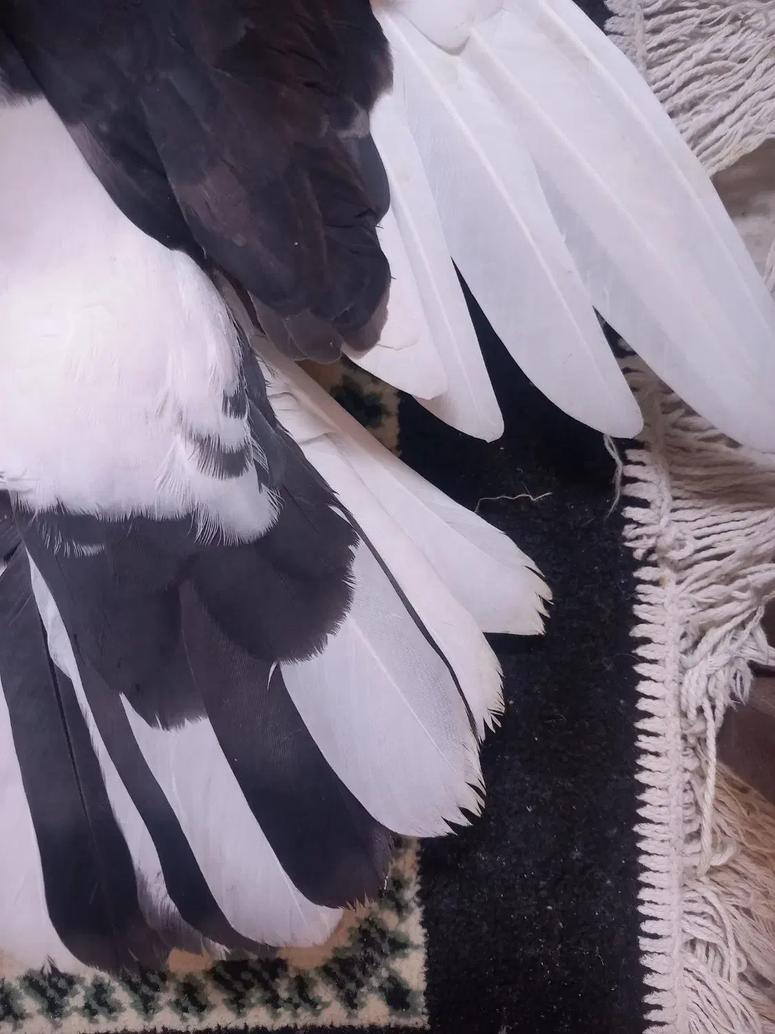 کفتر|پرنده|فولادشهر, مسکن مهر فولادشهر|دیوار