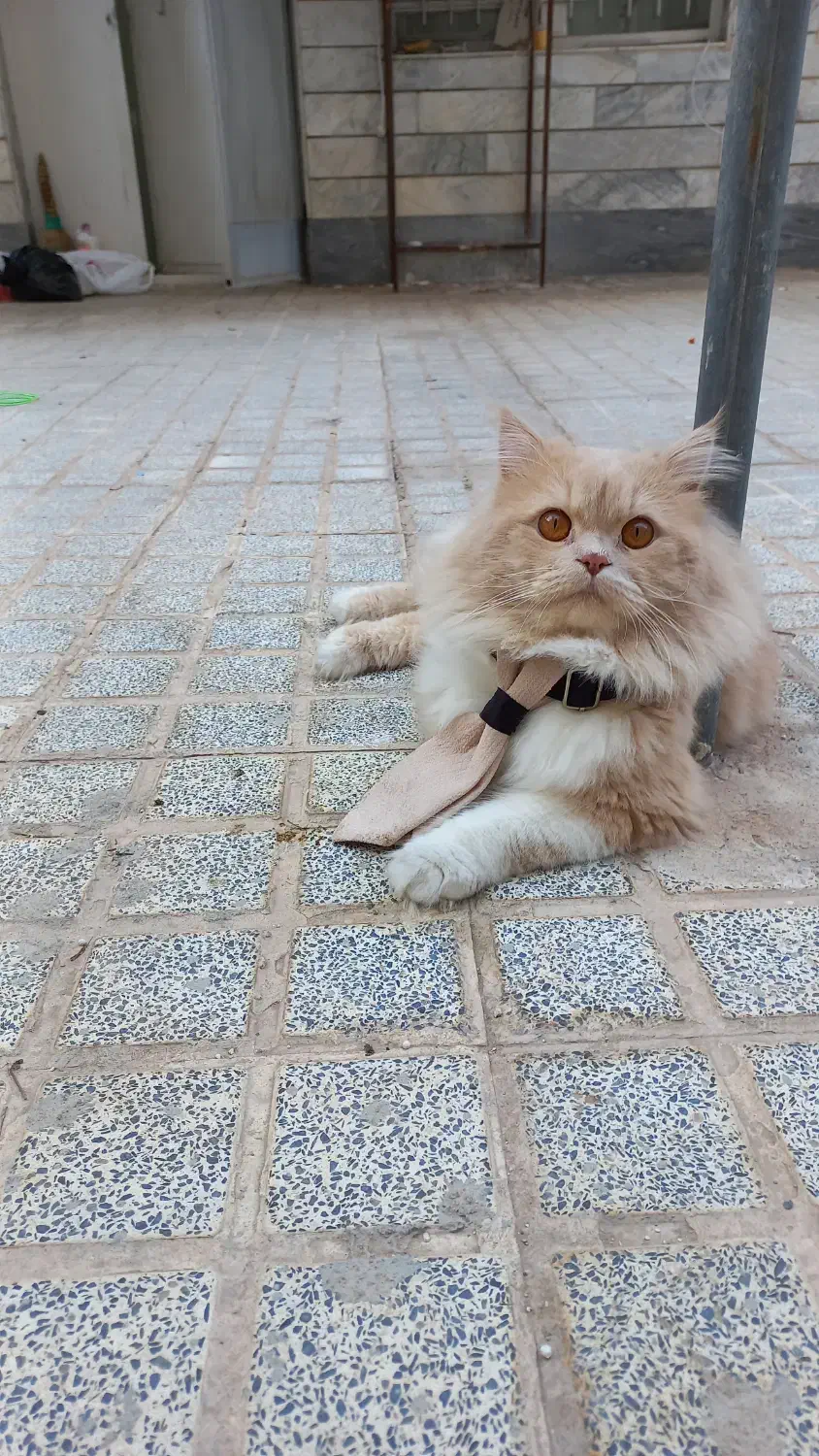 حیوانات خانگی|گربه|بیرجند, |دیوار