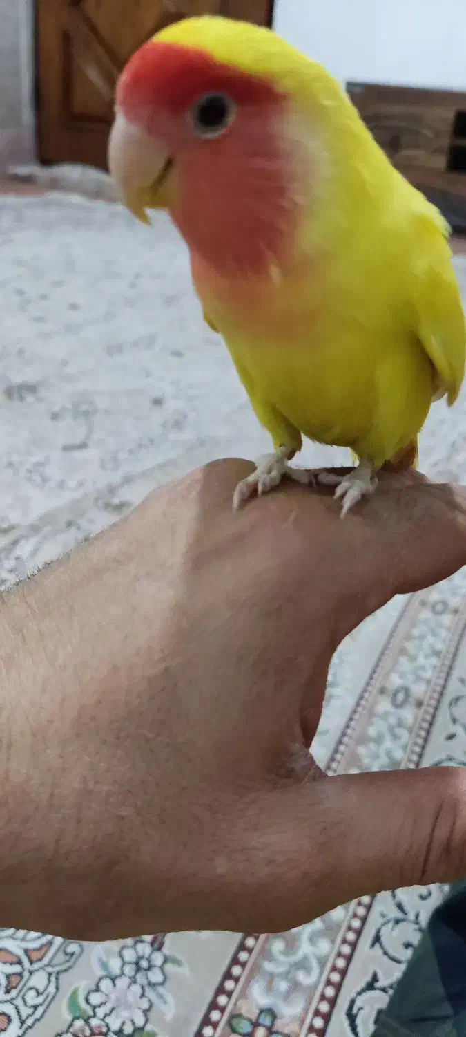 کوتوله|پرنده|مشهد, محمدآباد|دیوار