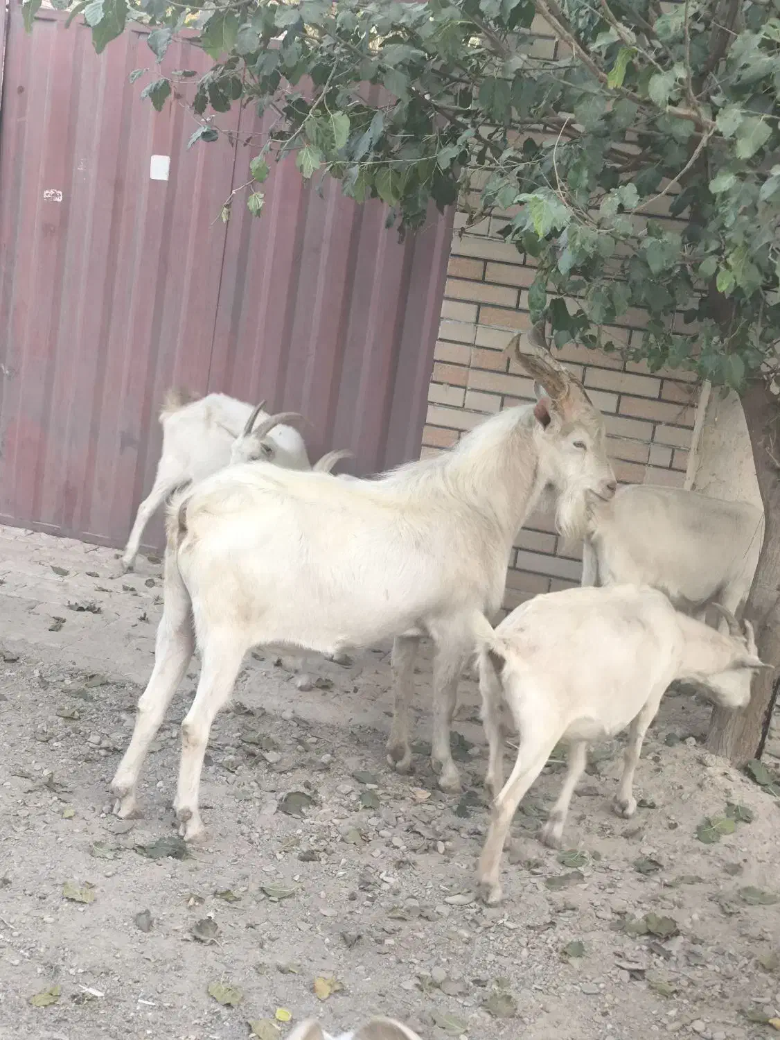 نربزسانن|حیوانات مزرعه|محمدشهر, محمدشهر|دیوار